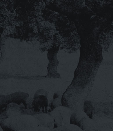 Microclima en el Valle de los Pedroches